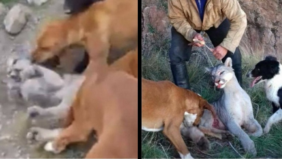 Video)- Indignación por salvaje caza de un puma cachorro | Periódico Heras