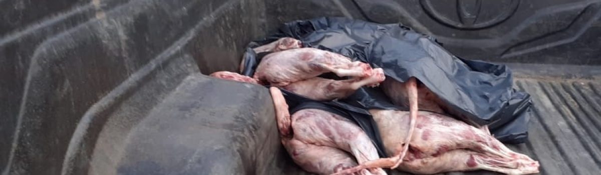 5 animales faeneados camioneta