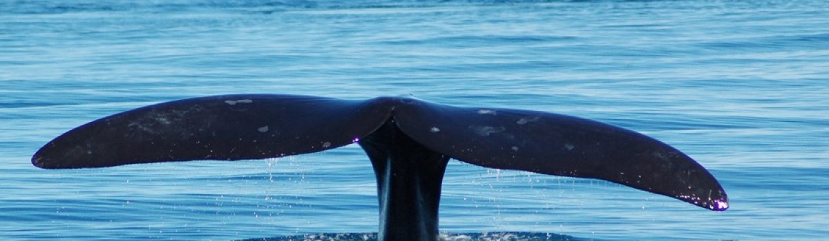 Aleta caudal de 1 ballena franca austral ph Fundación Cethus