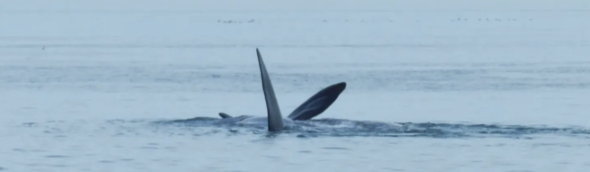Avistaje ballena en Río Gallegos PH Diego San Sebastián