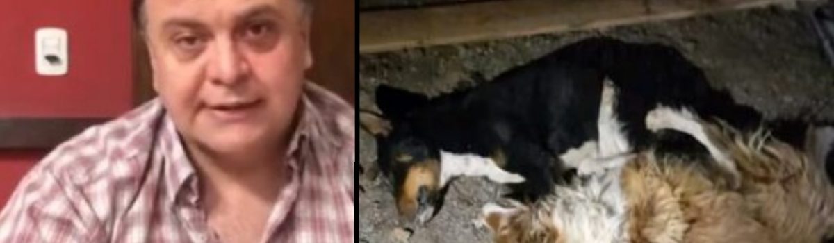 Belloni perros