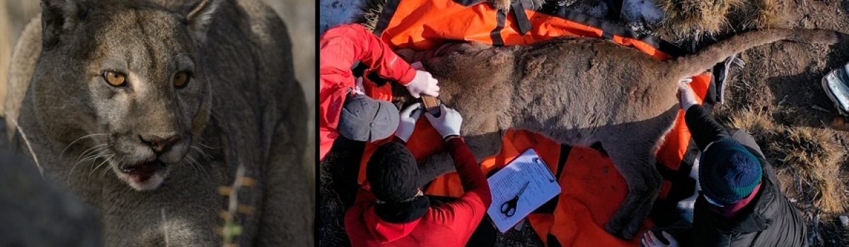 Captura puma monitoreo foto Franco Bucci Fundación Rewilding Arg