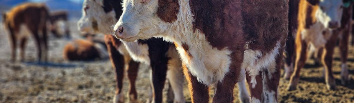 Feedlot PIONEROS terneros