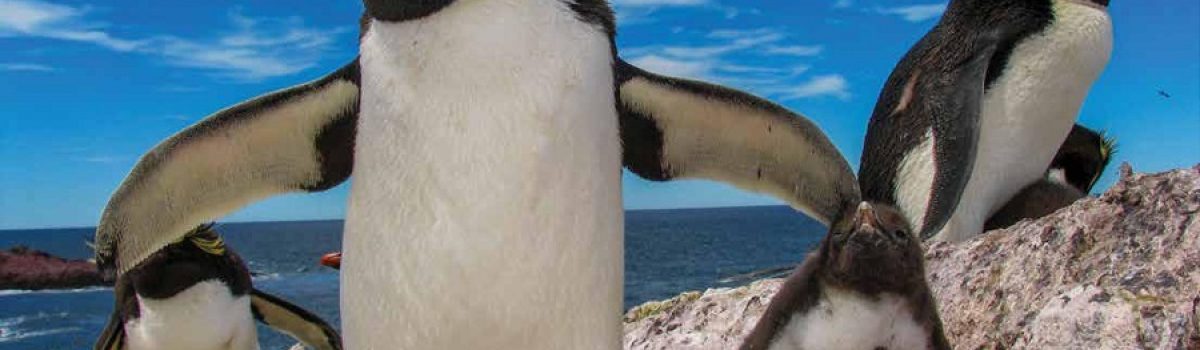 Foto de Darwin Expeditions pinguinos