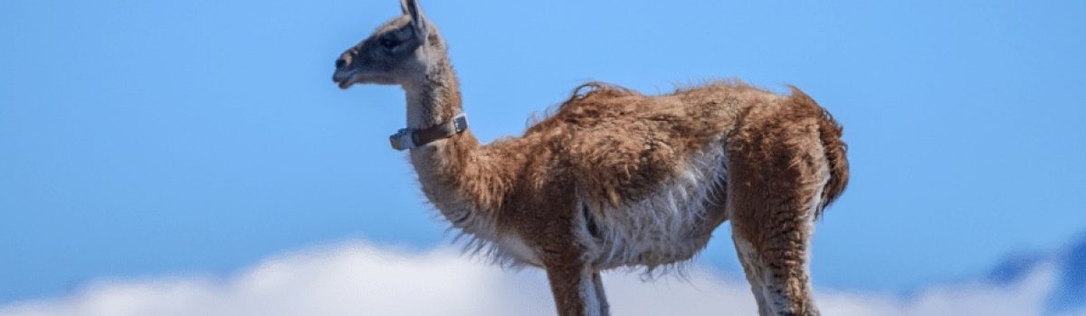 Guanaco con collar foto de Fundacion Rewilding Arg