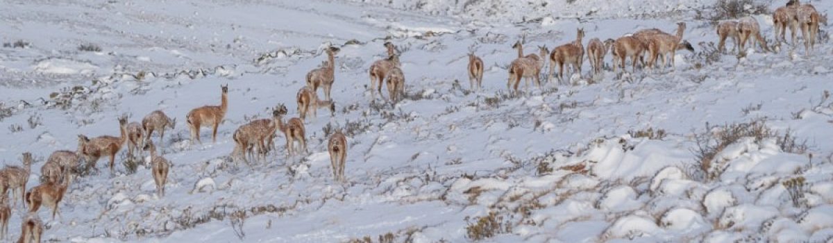 Guanaco nieva Horacio Barbieri