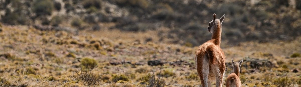 Guanacos Franco