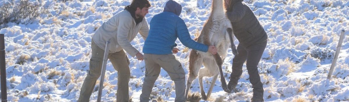 Guanacos alambrado Franco Bucci 2024