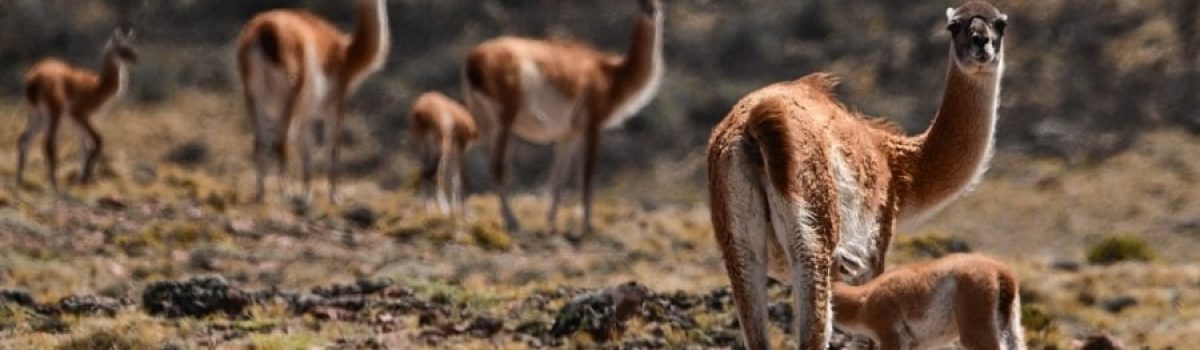 Guanacos en Parque Patagonia FRANCO BUCCI