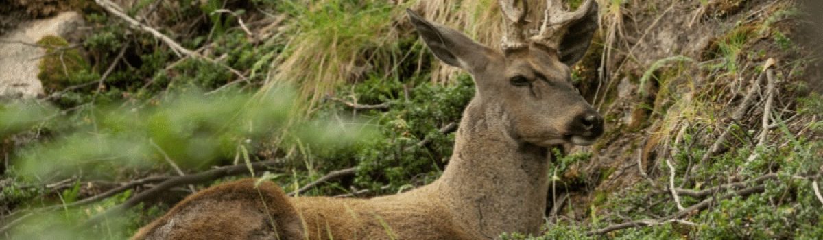 Huemul Macho - foto de Franco Bucci