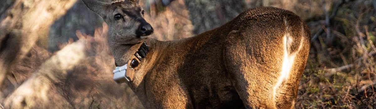 Huemul macho monitoreado - foto Franco Bucci