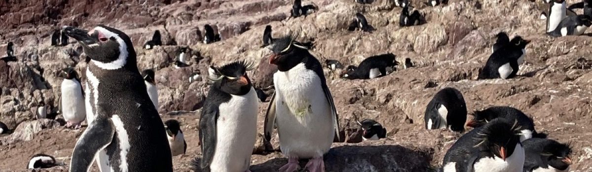 ISLA PINGUINO por fundación Por el Mar