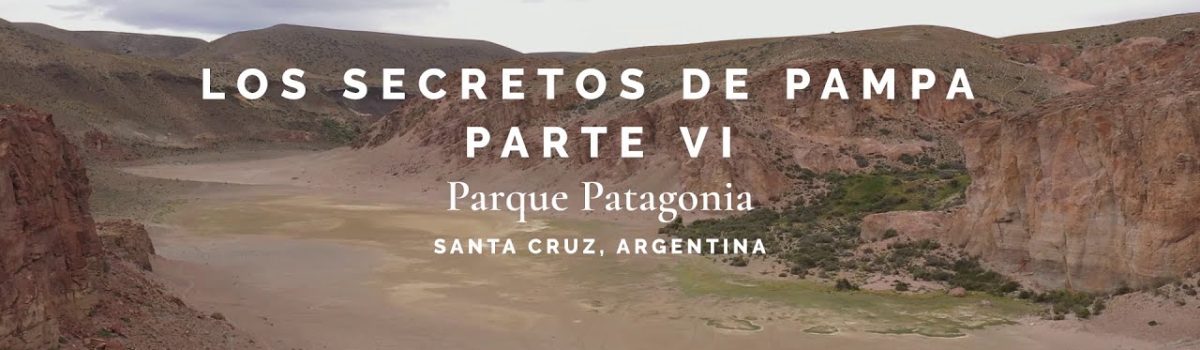 Los-secretos-de-Pampa-Parte-VI-Puma-el-arquitecto-del-ecosistema-Parque-Patagonia-Santa-Cruz
