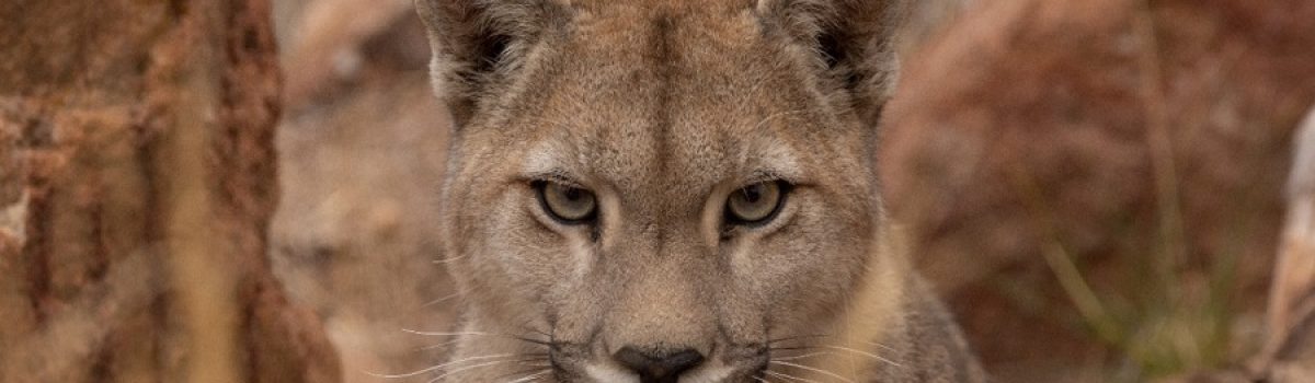 PUMA EN PATAGONIA DE FRANCO BUCCI