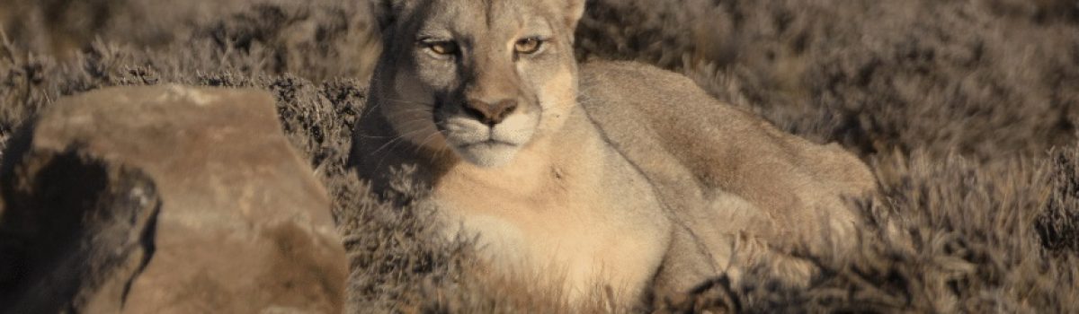 Puma Franco Bucci Fundacion Rewilding Arg