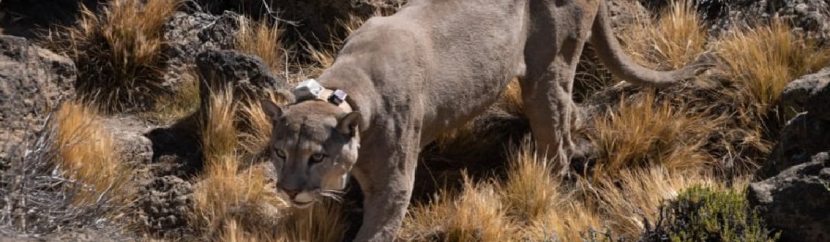 Puma - PH Franco Bucci
