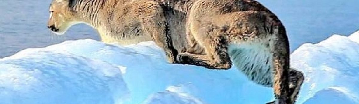 Puma sobre tempano de hielo