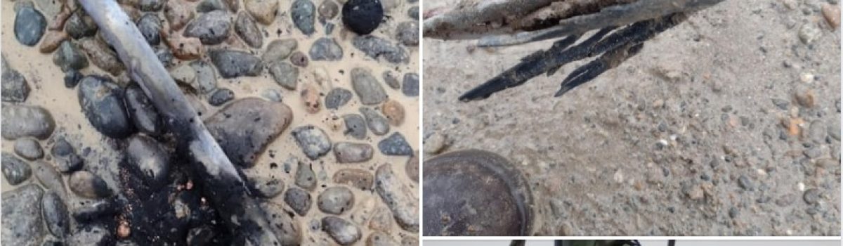 SPSE coneccion clandestina B calafat americ