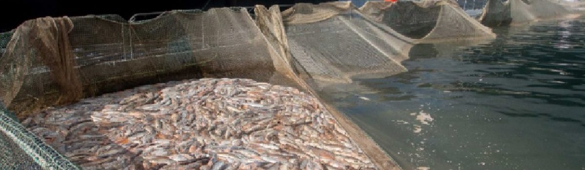 Salmoneras