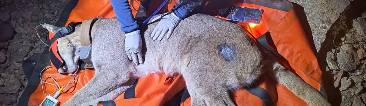Sofía Ocampo veterinaria que protege fauna de Parque Patagonia