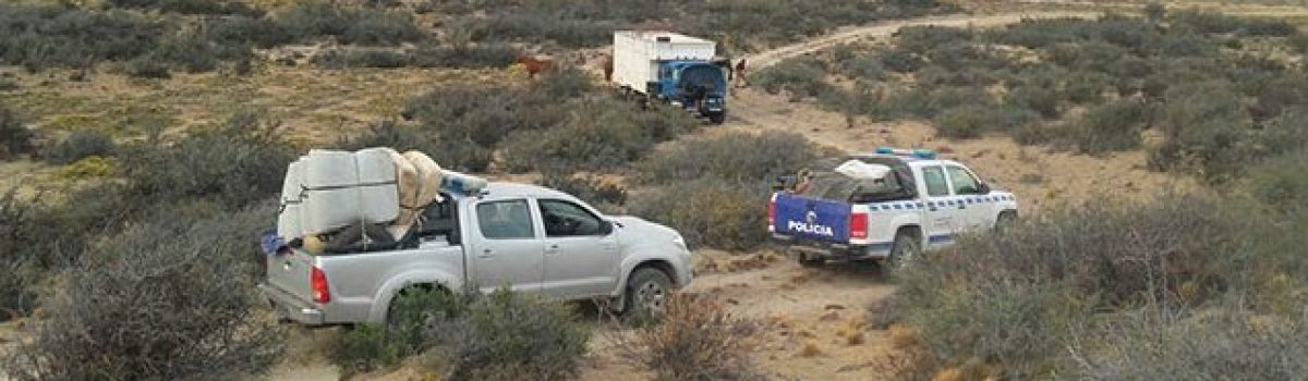 allanamiento por abigeato campo PT