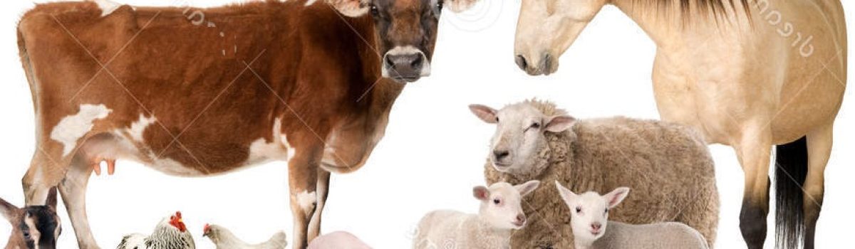 animales de campo
