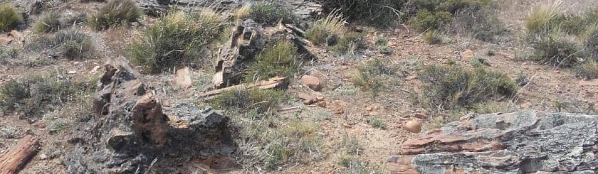 arbol petrificado 20 km LH 1