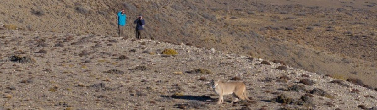 avistaje de pumas Patagonia