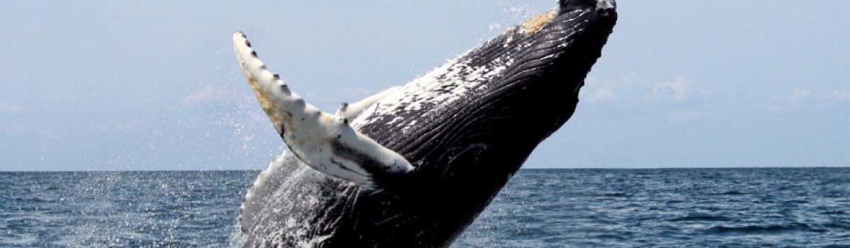 ballena monte loyola