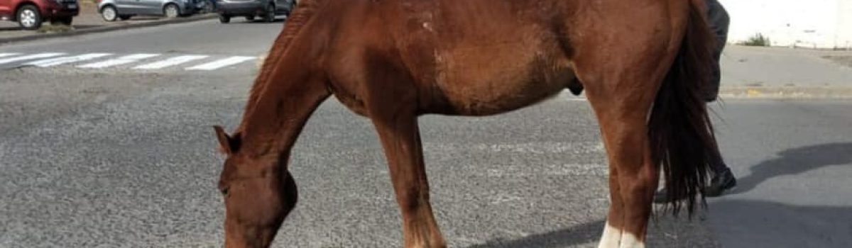 caballo equino suelto