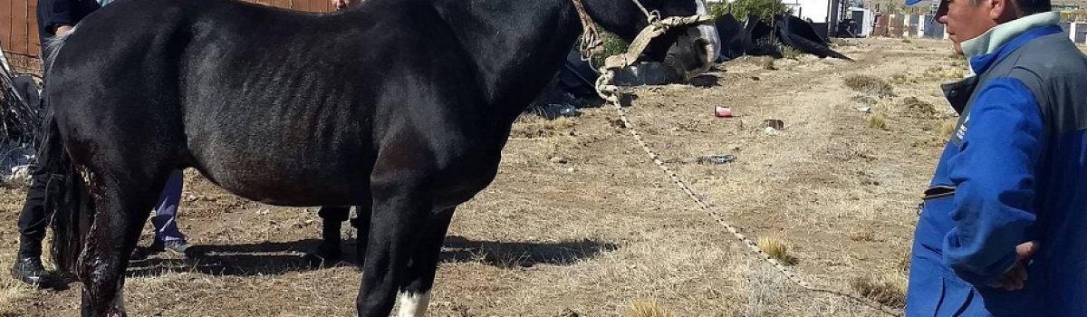 caballo herido zoonosis