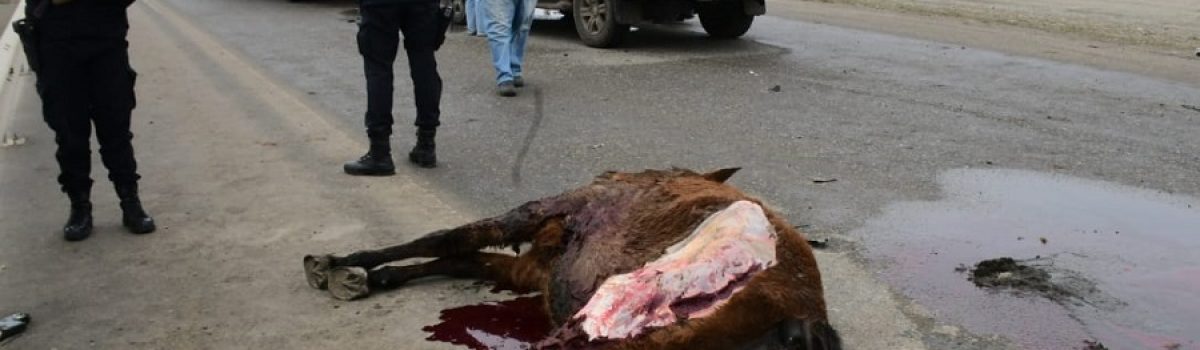 caballo muerto RG choque