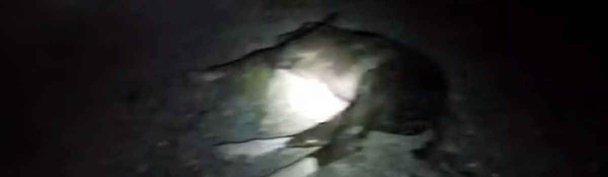 caballo muerto ruta 43