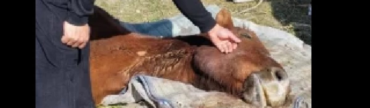 caballo murio chacras
