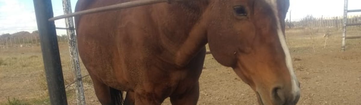 caballo robado 11 04 2021