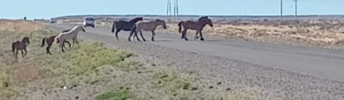 caballos cruzando la ruta