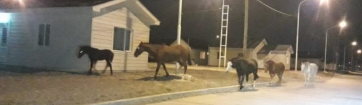 caballos en PM