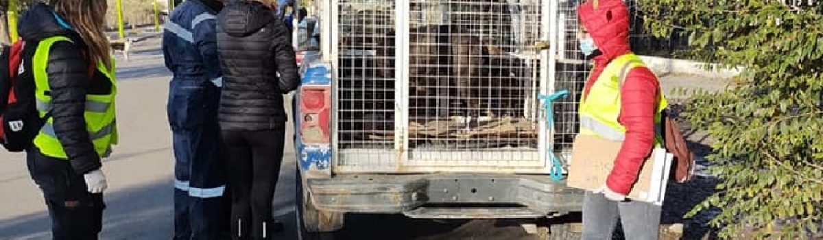 camioneta control canino perrera