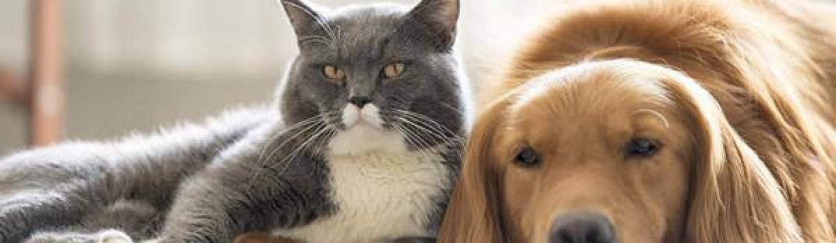 campaña vacn a gatos perros dic 2019