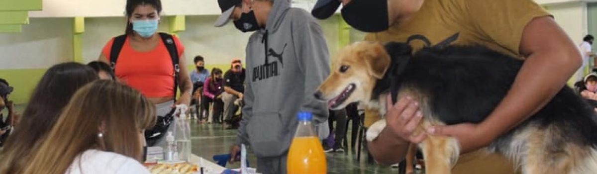 castracion canina