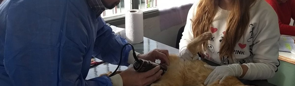 castracion de gato