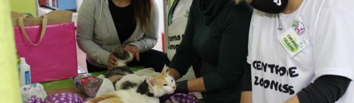 castracion de gatos marzo2021
