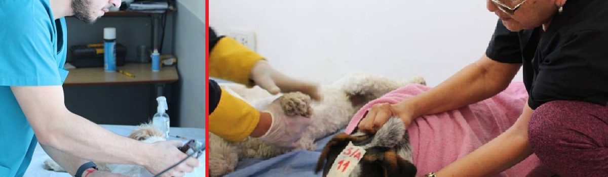 castracion de perros