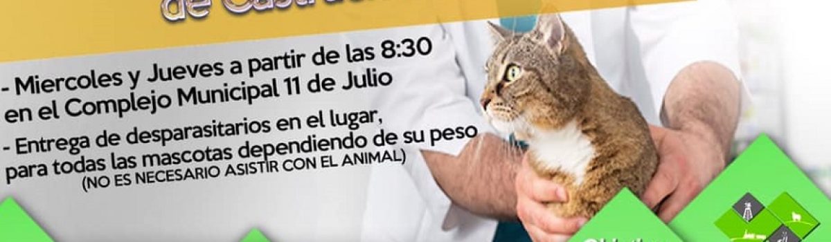 castracion gatos marzo2021
