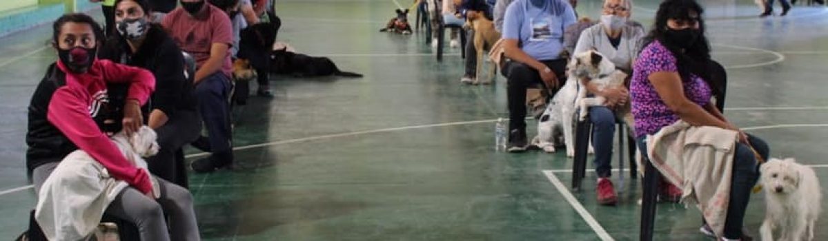 castrracion masiva de perros