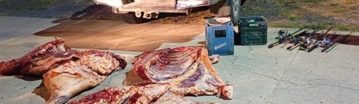 catrne de dudosa procedencia gallegos