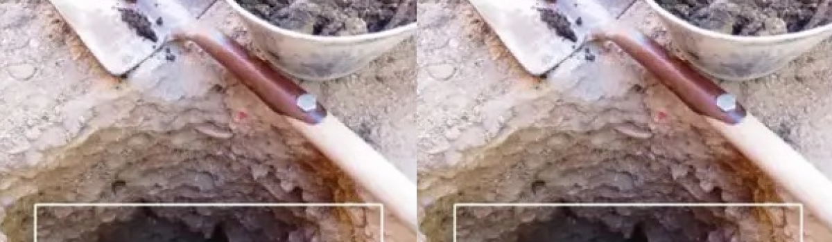 cavaba para plantar un arbol y broto petroleo portada