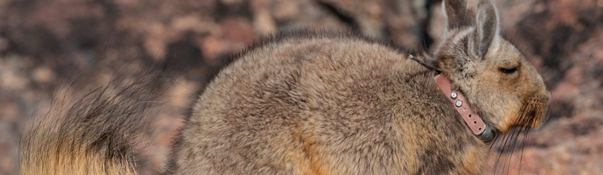 chinchi con colla - Franco Bucci- 2019 (1)