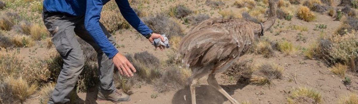 choique avestruz parque patagonia