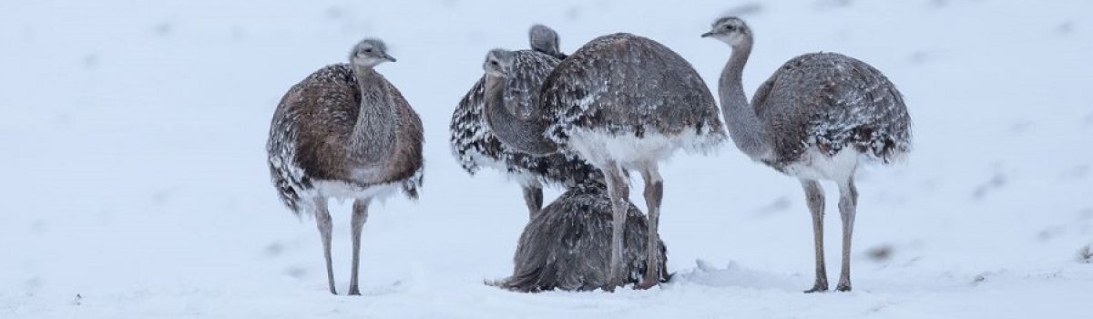 choique patagónico nieve